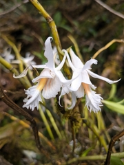 Dendrobium longicornu