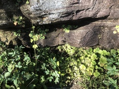 Heuchera parviflora saurensis
