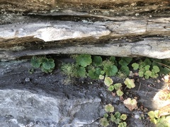 Heuchera parviflora saurensis