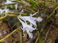Dendrobium longicornu