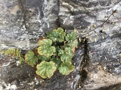 Heuchera parviflora saurensis