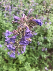 Nepeta