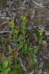 Zaluzianskya divaricata