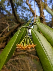 Hoya