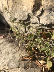 Heuchera parviflora saurensis