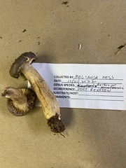 Lactarius kauffmanii