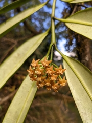 Hoya