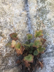 Heuchera parviflora saurensis