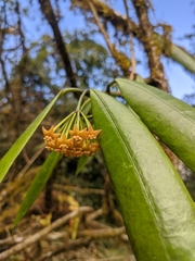 Hoya