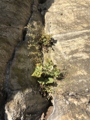 Heuchera parviflora saurensis