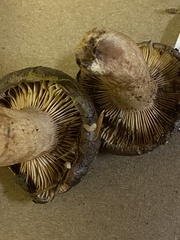 Lactarius kauffmanii