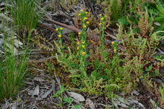Zaluzianskya divaricata