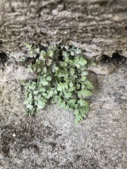 Asplenium montanum