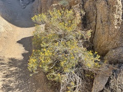 Ericameria cuneata