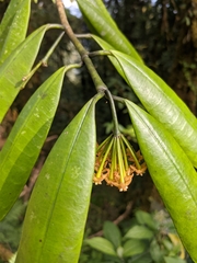 Hoya