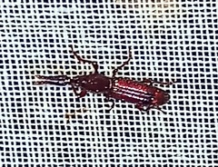 Brentinae