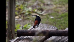 Phoenicurus leucocephalus