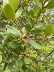 Persoonia