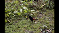 Phoenicurus leucocephalus