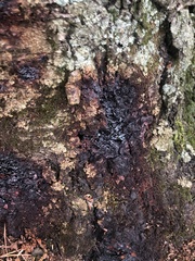 Phytophthora ramorum