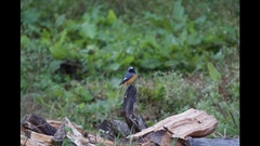 Phoenicurus hodgsoni