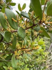 Persoonia