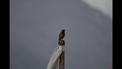 Phoenicurus hodgsoni