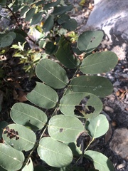 Robinia hispida hispida