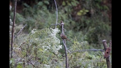 Trochalopteron lineatum