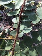 Robinia hispida hispida