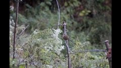 Trochalopteron lineatum