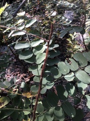 Robinia hispida hispida