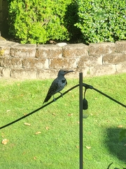 Colaptes auratus cafer