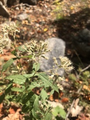 Eupatorium sessilifolium