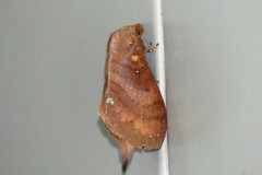 Kunugia latipennis