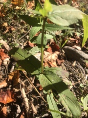 Eupatorium sessilifolium