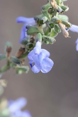 Salvia azurea