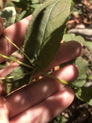Eupatorium sessilifolium