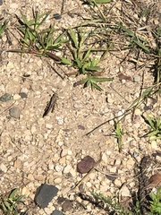 Trimerotropis verruculata