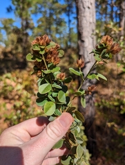 Lespedeza hirta