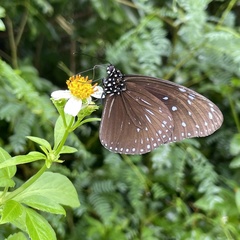 Euploea mulciber barsine