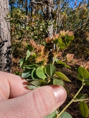 Lespedeza hirta