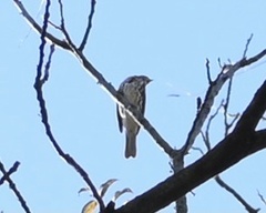 Haemorhous purpureus