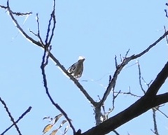 Haemorhous purpureus