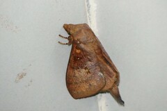 Kunugia latipennis