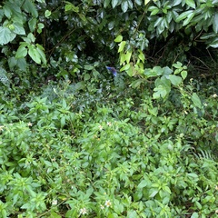 Euploea mulciber barsine