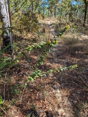 Lespedeza hirta