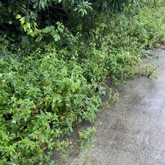 Euploea mulciber barsine