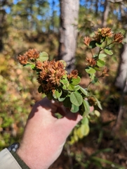 Lespedeza hirta