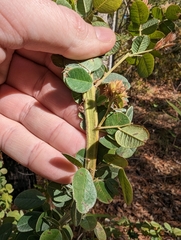 Lespedeza hirta